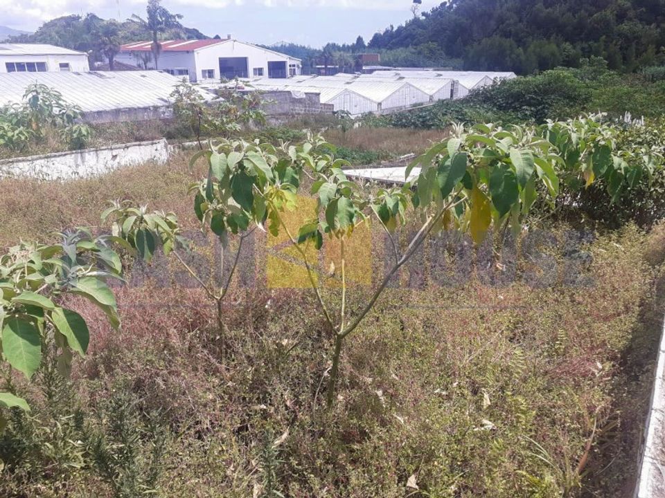 Helårsgrund i Sao Roque, Madeira - foto 1