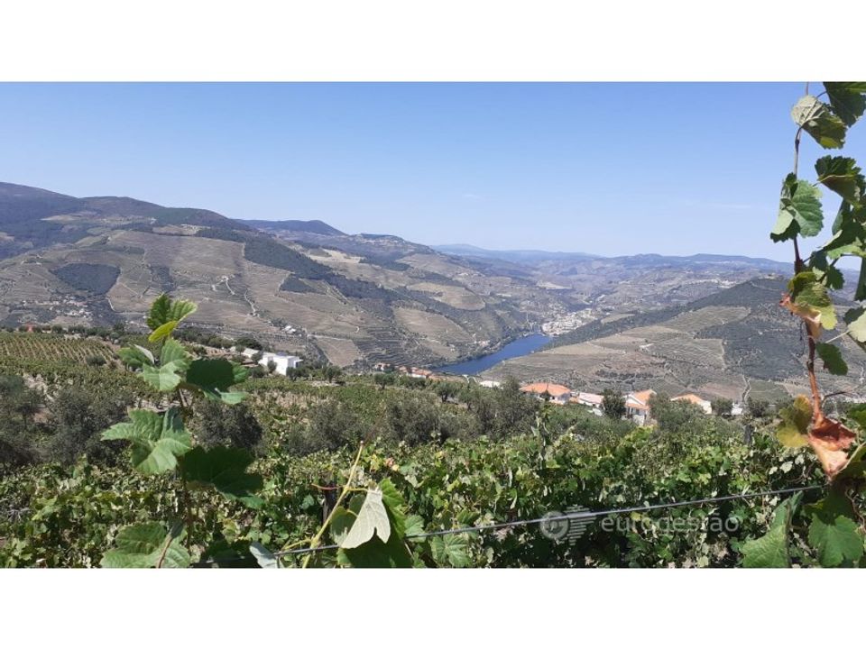 Farm i Valenca do douro, Viseu - foto 2