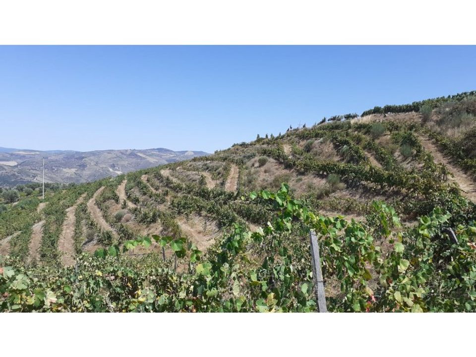 Farm i Valenca do douro, Viseu - foto 3