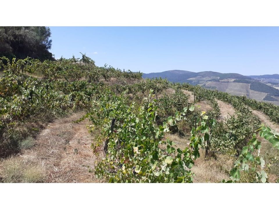 Farm i Valenca do douro, Viseu - foto 5