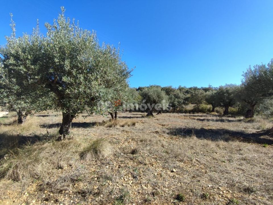 Helårsgrund i Tomar, Santarem - foto 5