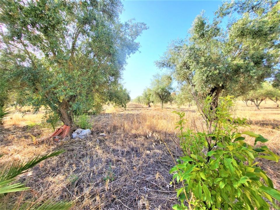 Farm i Avis, Portalegre - foto 4