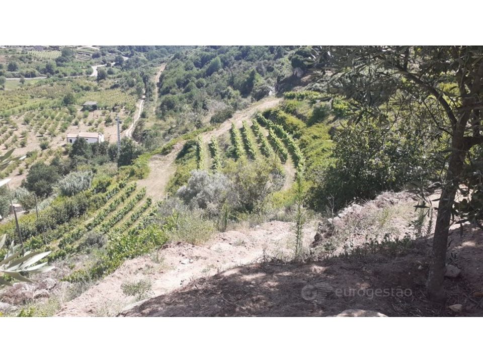 Farm i Lamego, Viseu - foto 4