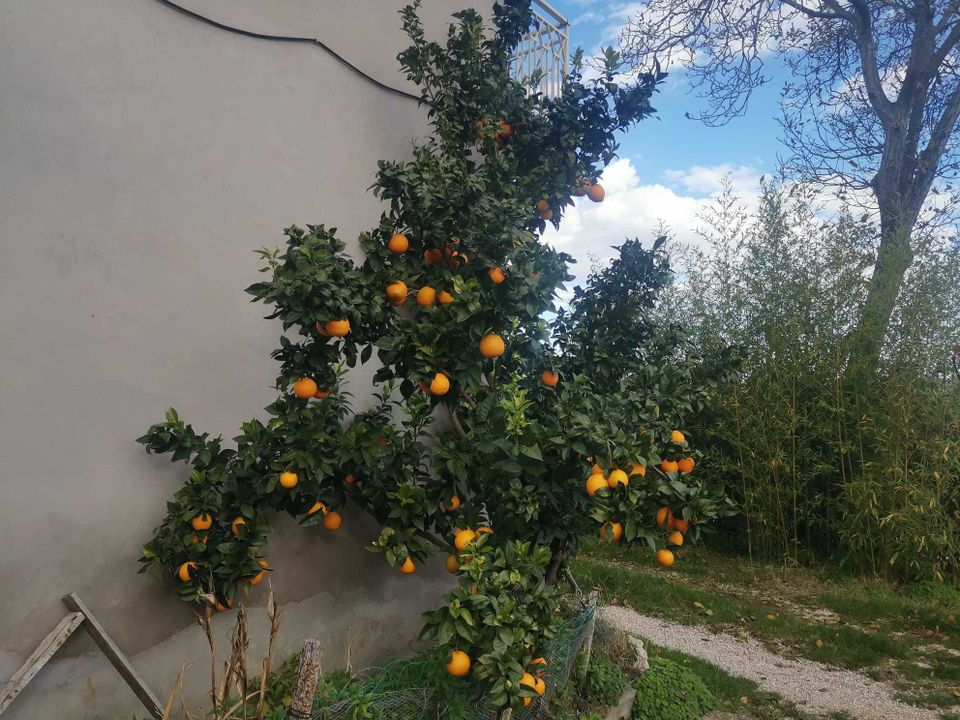 Villa a Montebello Di Bertona, Pescara - foto 2