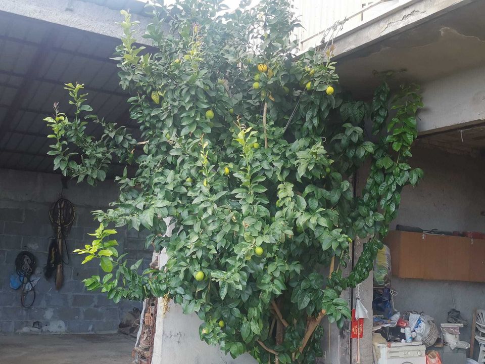 Villa a Montebello Di Bertona, Pescara - foto 3