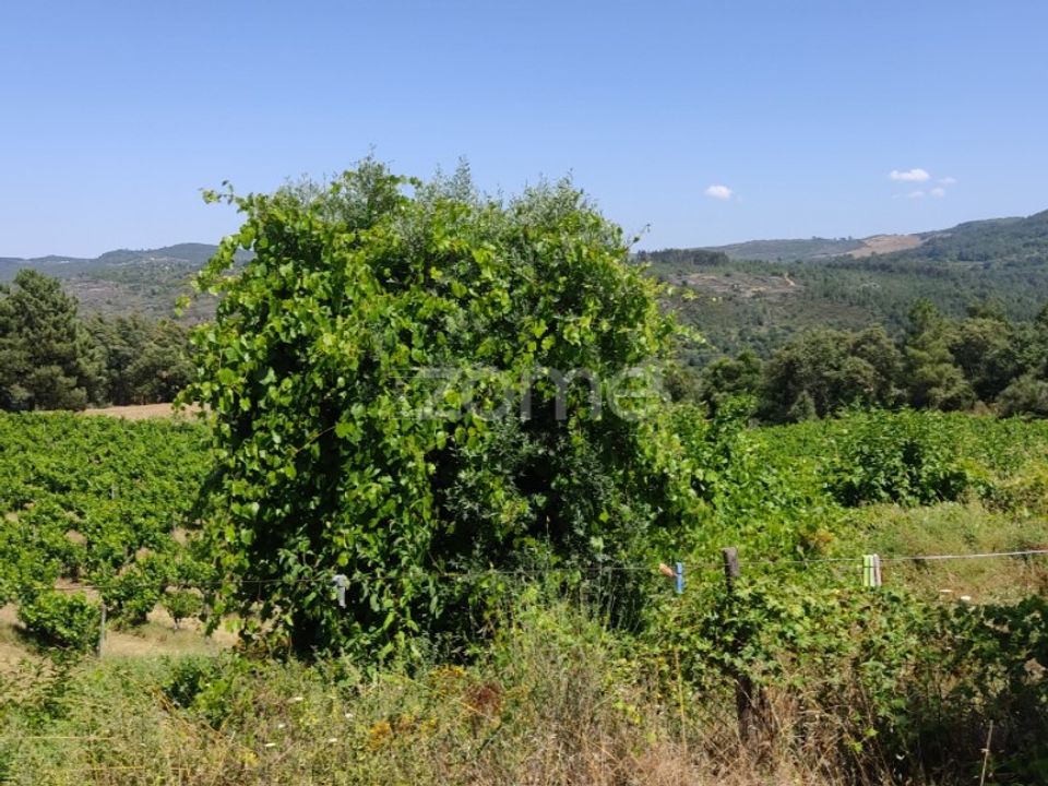 Helårsgrund i Penalva do Castelo, Viseu - foto 3