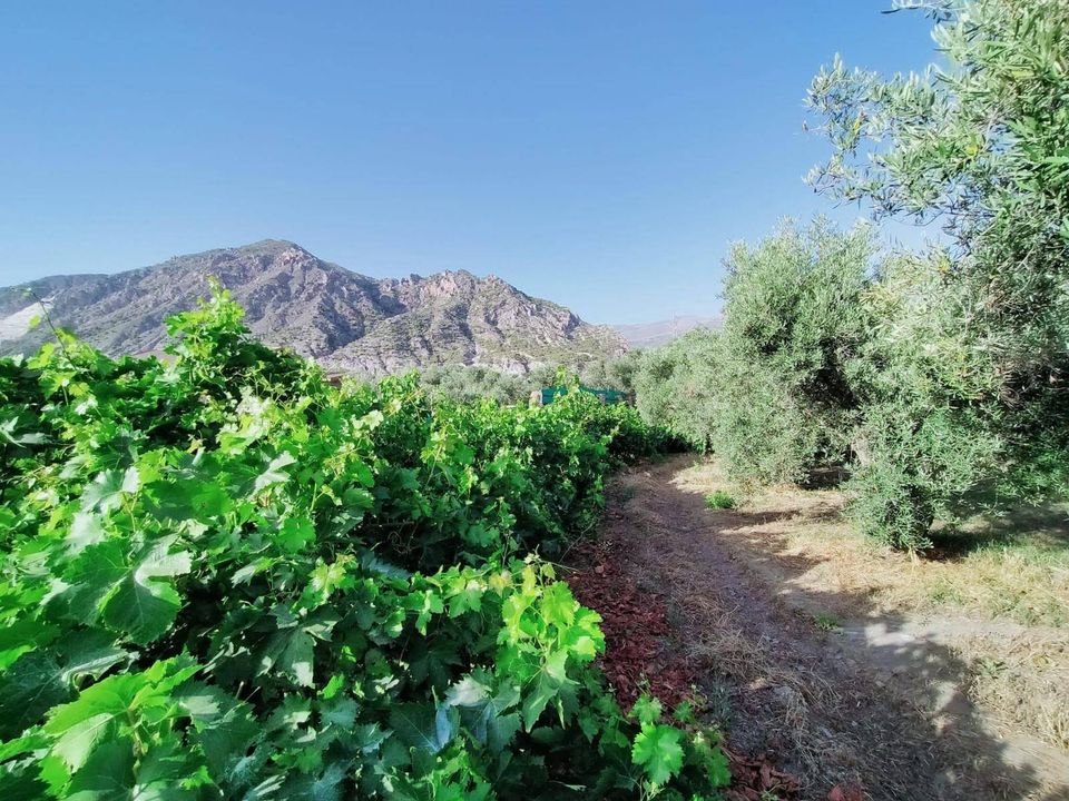 Helårsgrund i Niguelas, Granada - foto 1