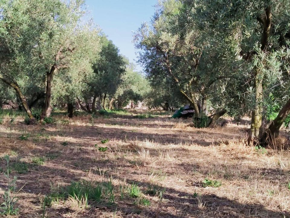 Helårsgrund i Niguelas, Granada - foto 3