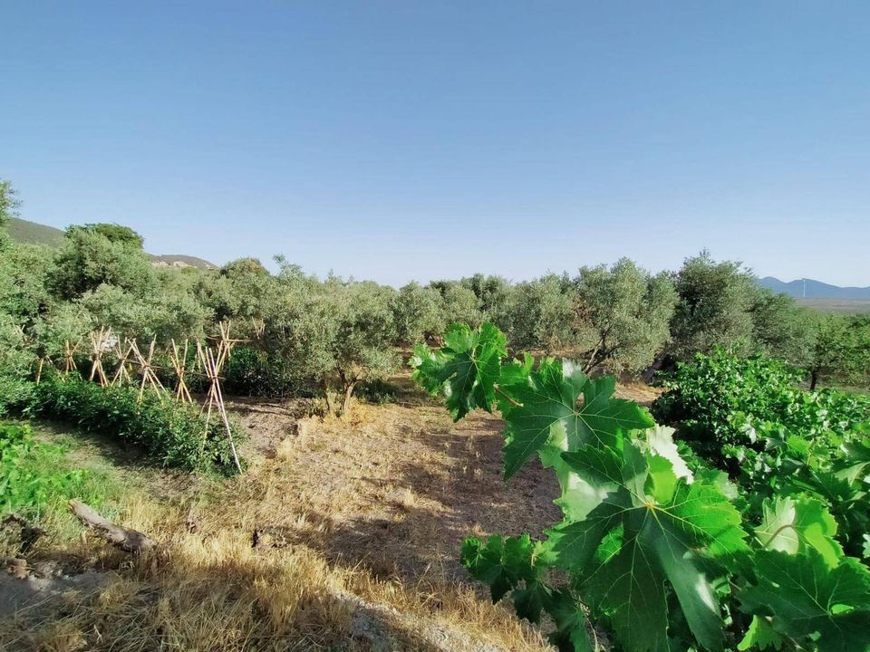 Helårsgrund i Niguelas, Granada - foto 4