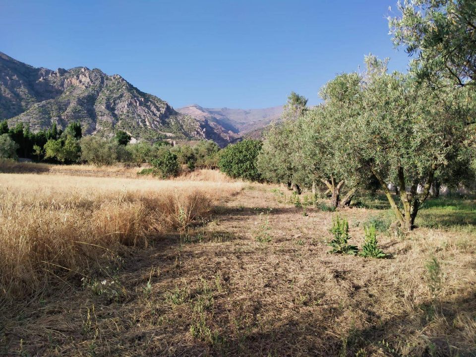 Helårsgrund i Niguelas, Granada - foto 1