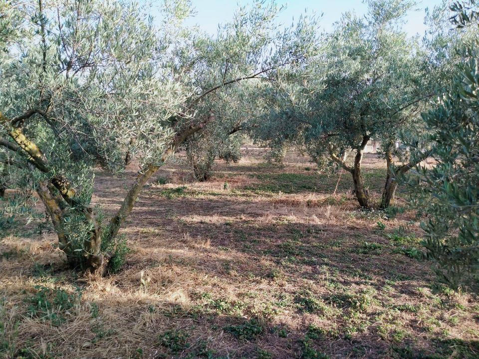 Helårsgrund i Niguelas, Granada - foto 3