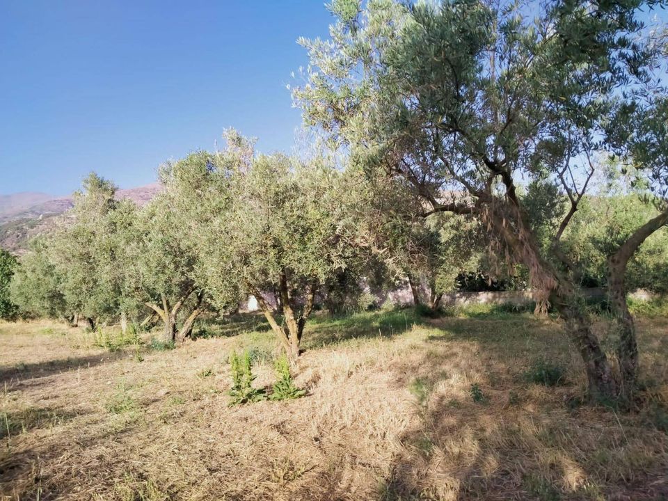 Helårsgrund i Niguelas, Granada - foto 4