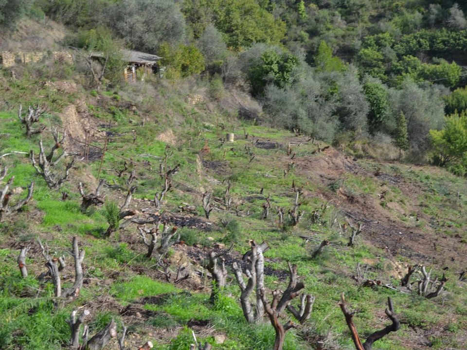 Terra em Perinaldo, Imperia - foto 4