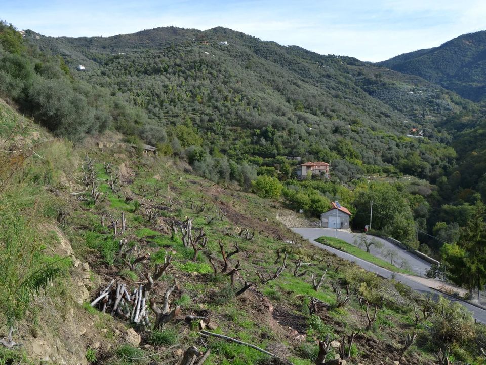 Terra em Perinaldo, Imperia - foto 5