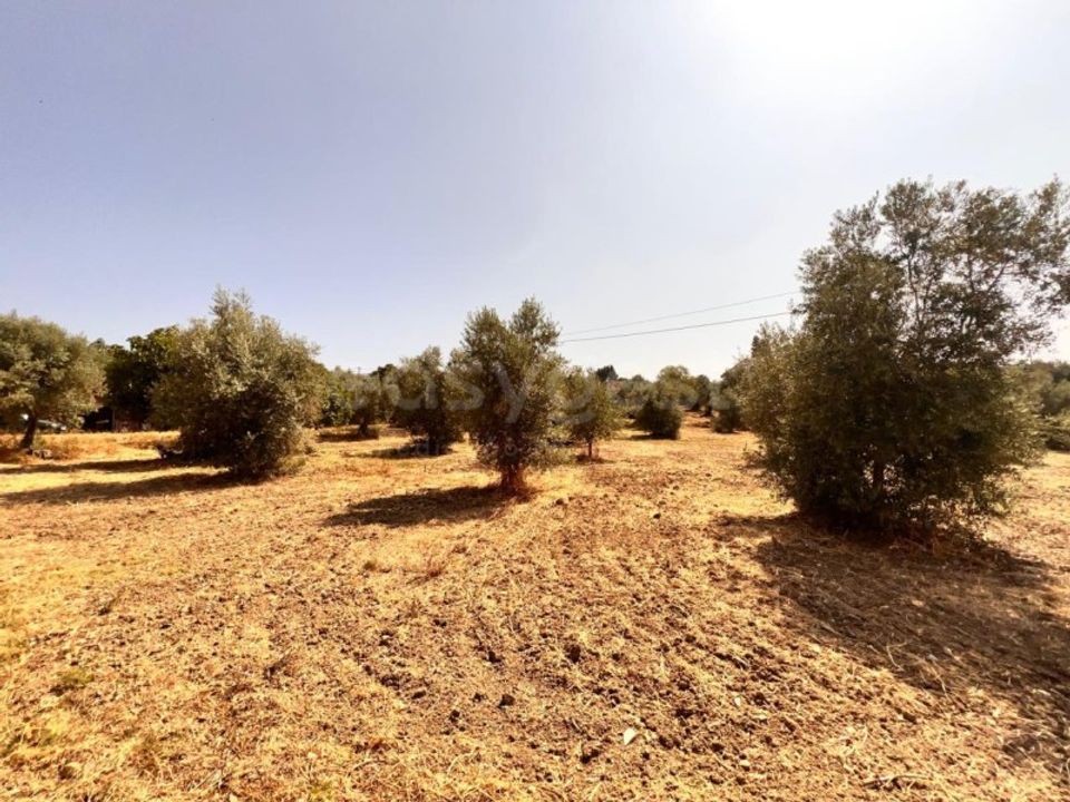 Helårsgrund i Olaia e Paco, Santarem - foto 5