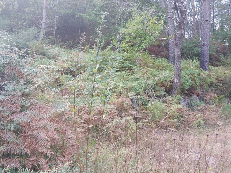 Helårsgrund i Terras de Bouro, Braga - foto 2