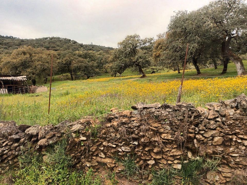 Helårsgrund i Aracena, Huelva - foto 3