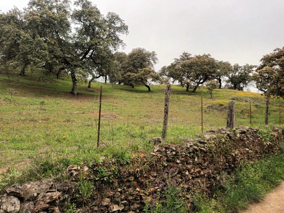 Helårsgrund i Aracena, Huelva - foto 4
