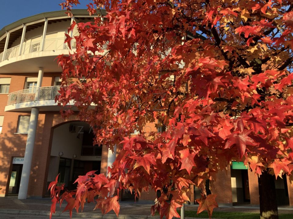 Erhvervsejendom i Castelfranco Veneto, Treviso - foto 2