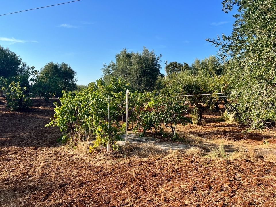 Landejendom i Cisternino, Brindisi - foto 4