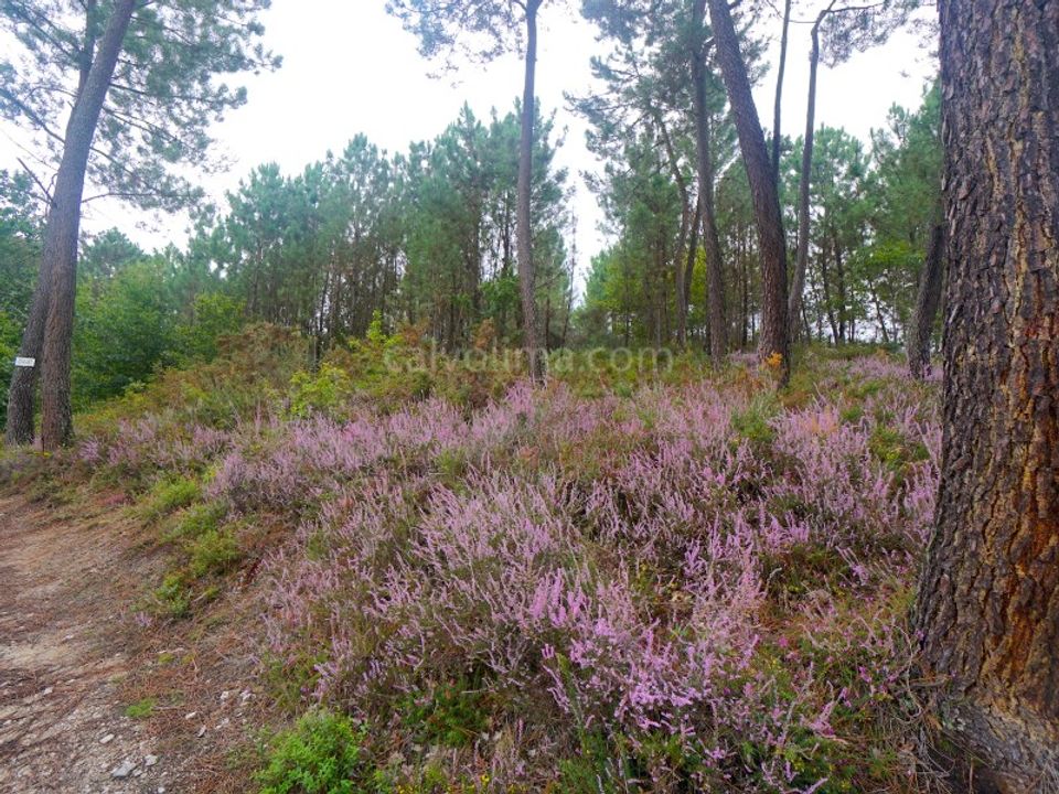 Helårsgrund i Moncao, Viana do Castelo - foto 3