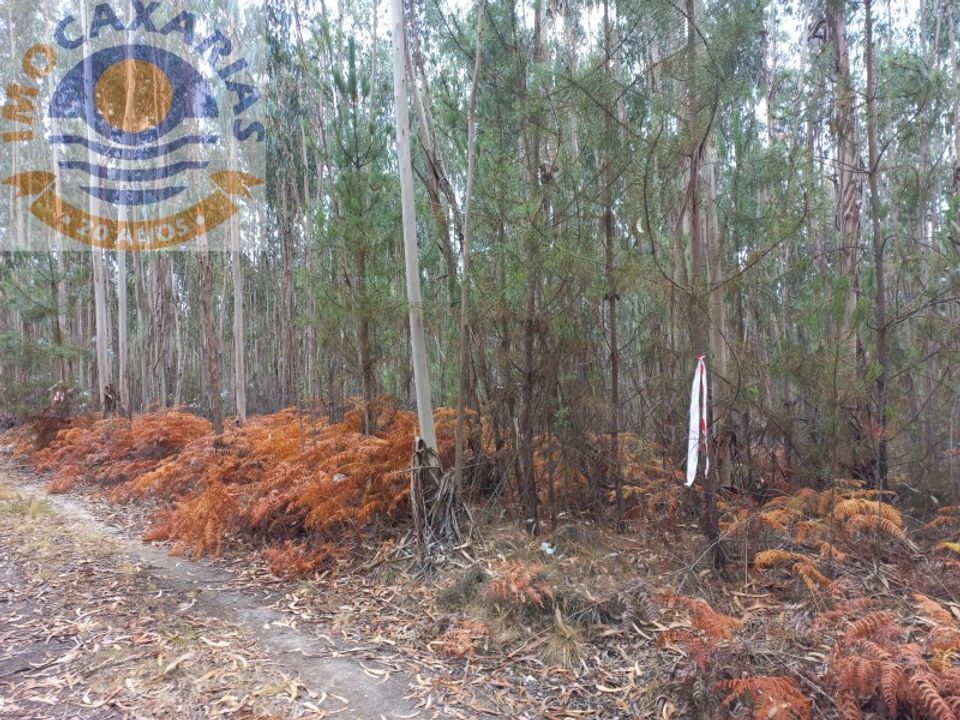 Helårsgrund i Ourem, Santarem - foto 5