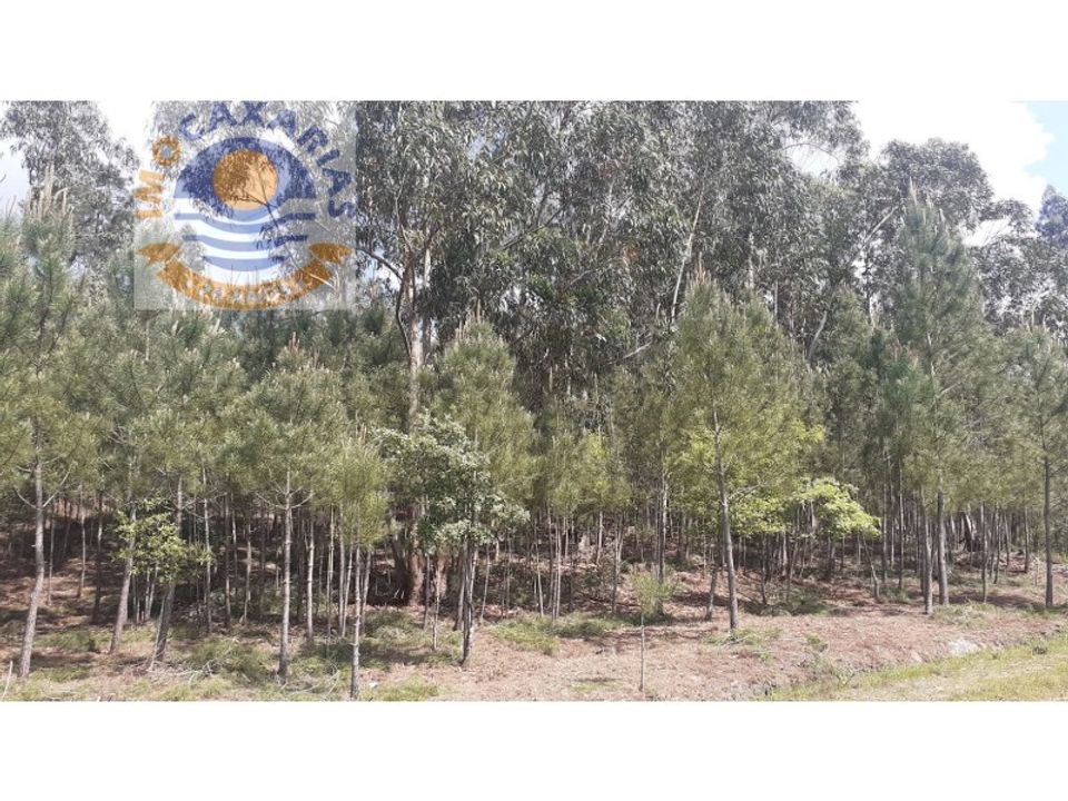 Helårsgrund i Ourem, Santarem - foto 2
