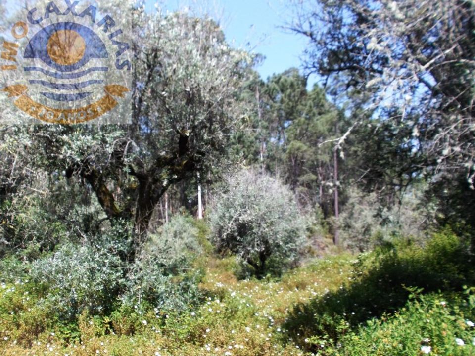 Helårsgrund i Ourem, Santarem - foto 3