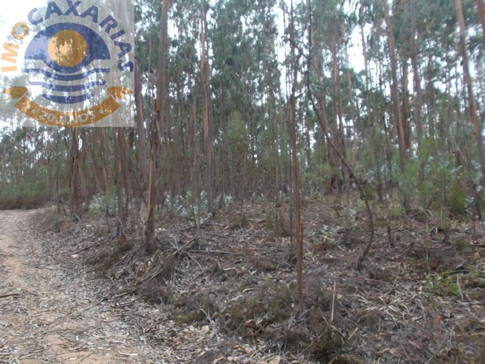 Terra a Rio de Couros e Casal dos Bernardos, Santarem - foto 1