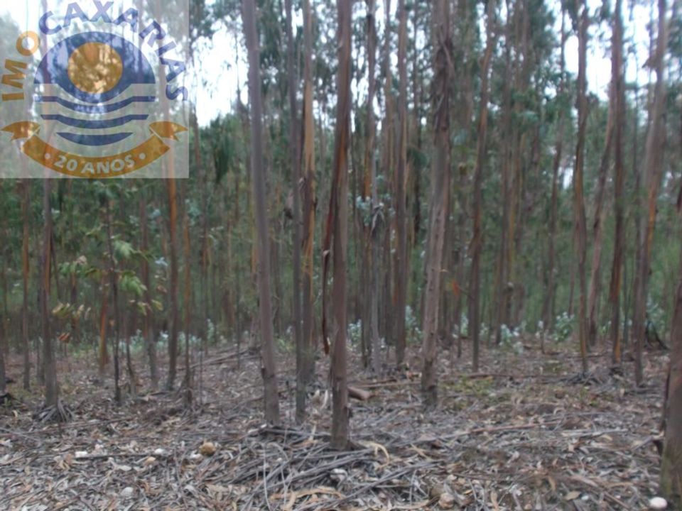 Terra a Rio de Couros e Casal dos Bernardos, Santarem - foto 2