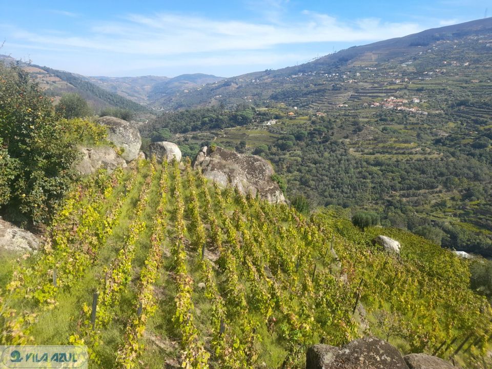 Farm i Mesao Frio, Vila Real - foto 3