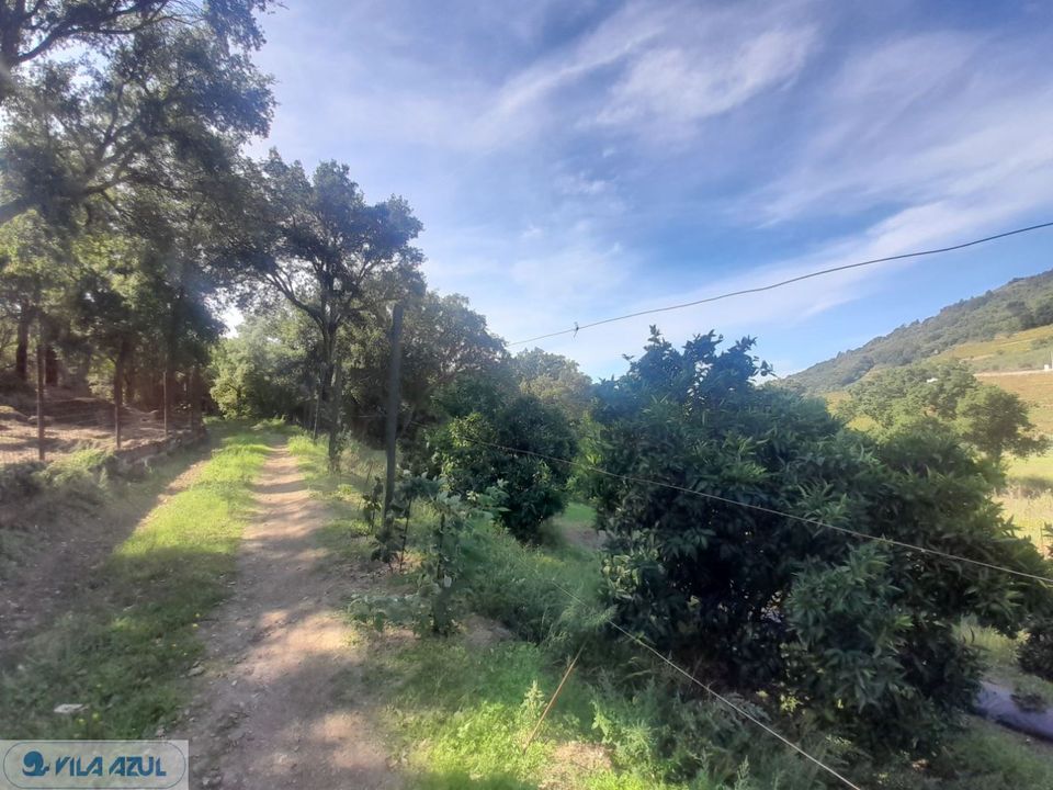 Farm i Mesao Frio, Vila Real - foto 2