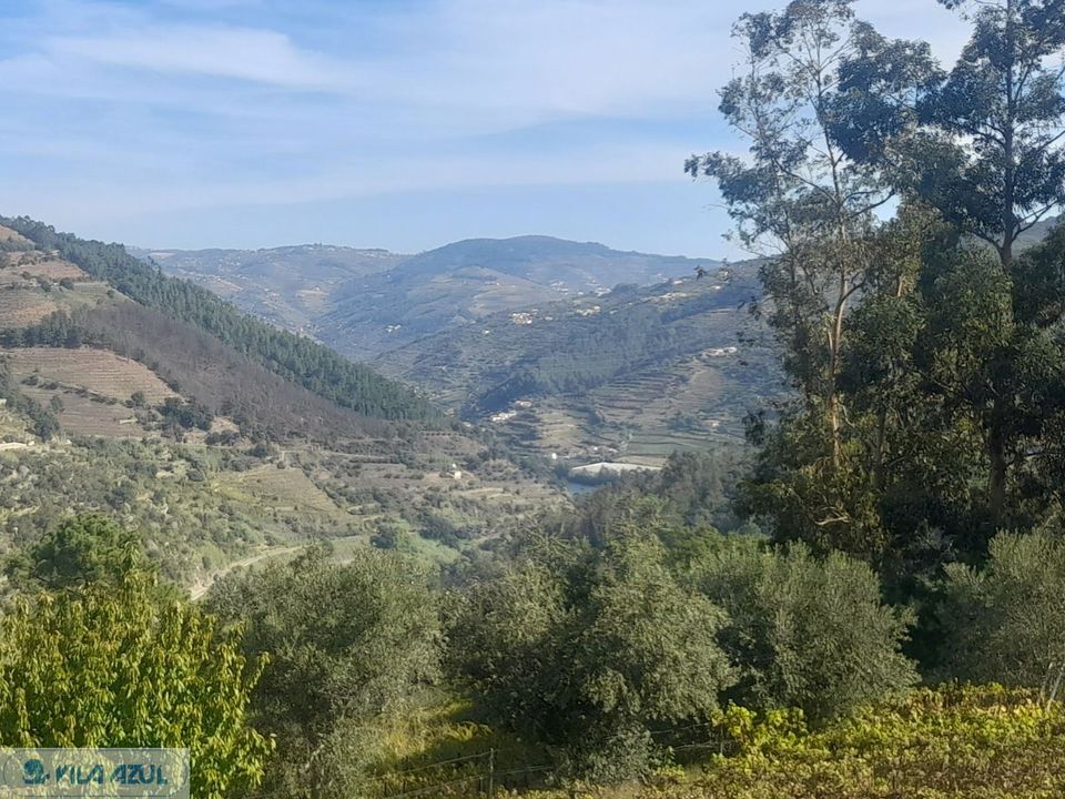 Farm i Mesao Frio, Vila Real - foto 5