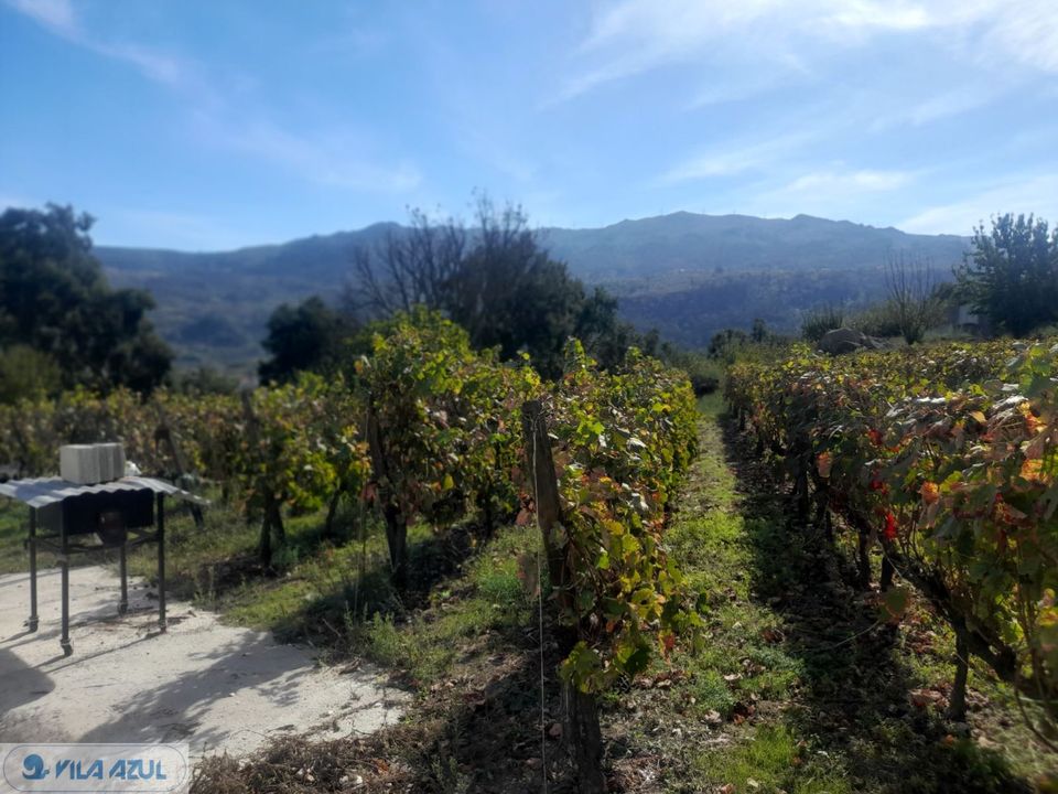 Farm i Mesao Frio, Vila Real - foto 4