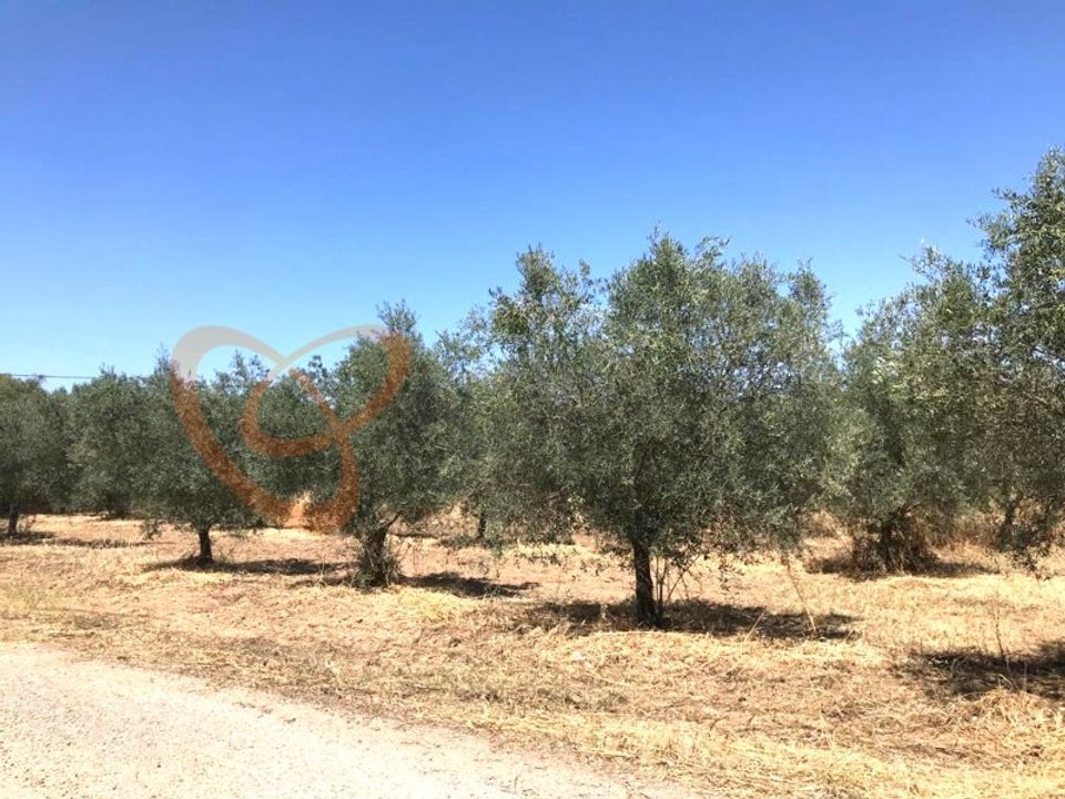 Villa i Vidigueira, Beja - bilde 5