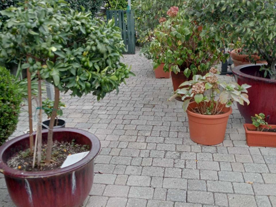 Byhus i Ameglia, La Spezia - foto 3