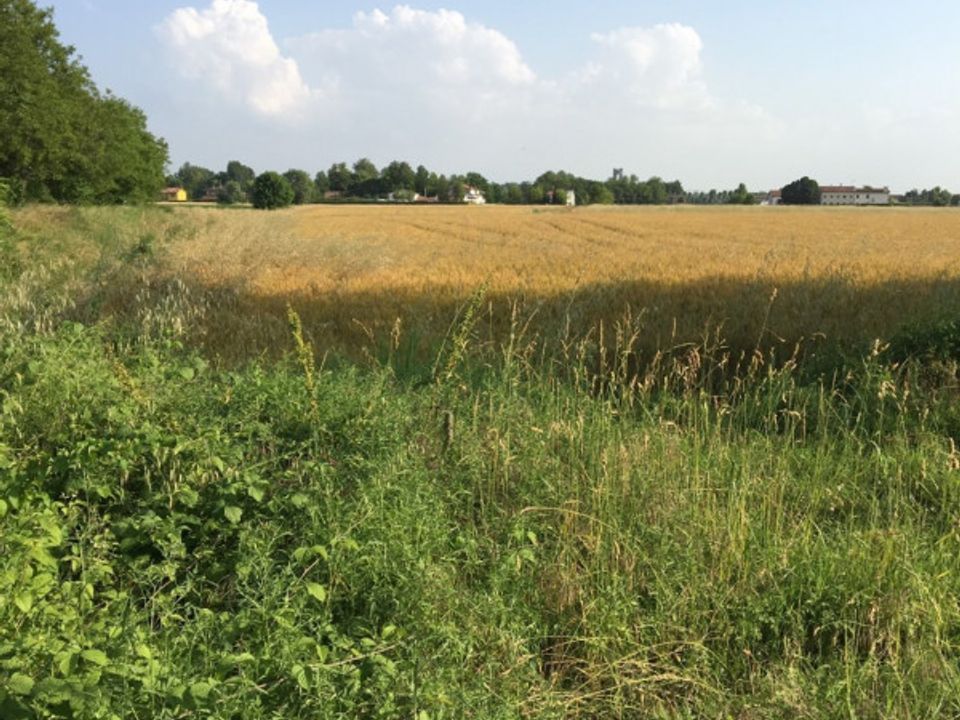 Helårsgrund i Masera di Padova, Padua - foto 1