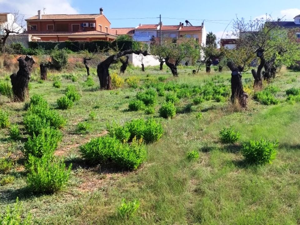 Helårsgrund i Gaianes, Alicante - foto 2