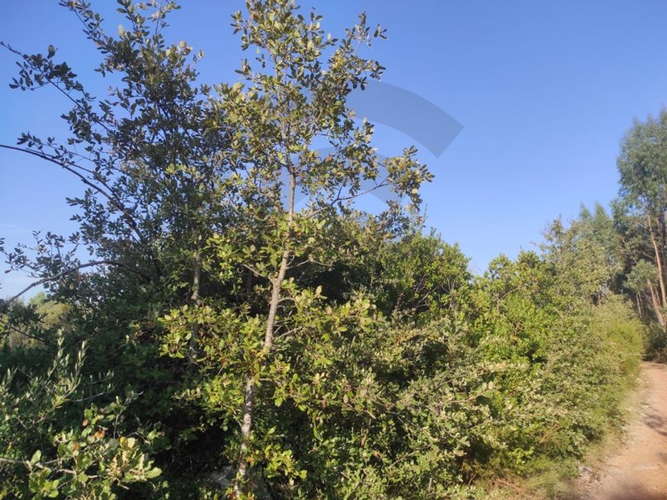 Helårsgrund i Fatima, Santarem - foto 2