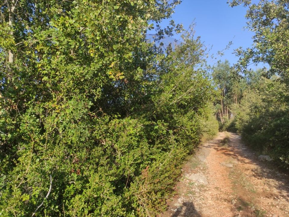 Helårsgrund i Fatima, Santarem - foto 4