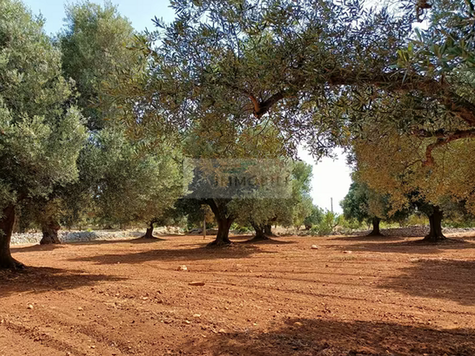 Tomt i Carovigno, Brindisi - bilde 2