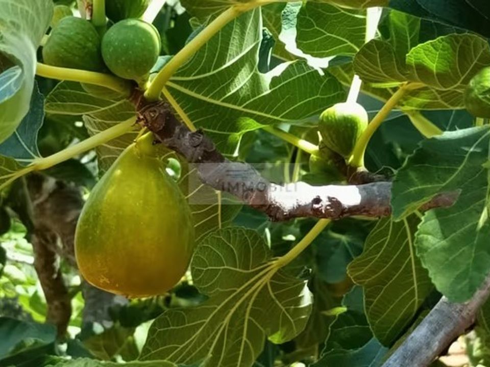 Tomt i Carovigno, Brindisi - bilde 5