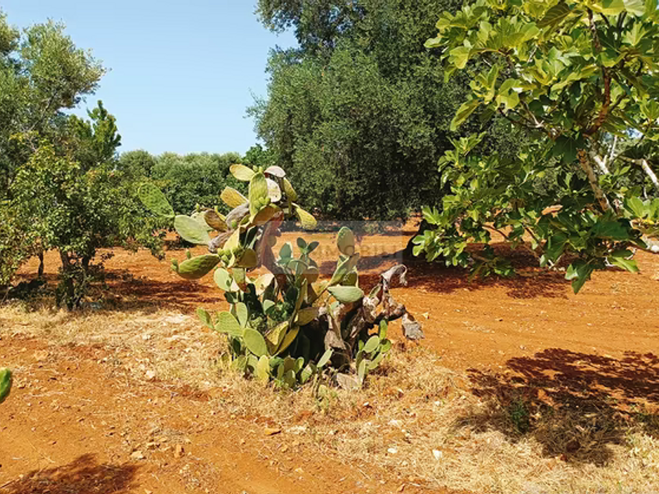 Tomt i Carovigno, Brindisi - bilde 4