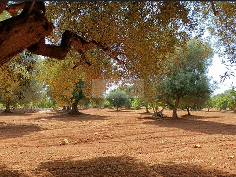 Tomt i Carovigno, Brindisi - bilde 3