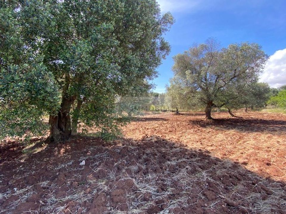 Helårsgrund i Carovigno, Brindisi - foto 4
