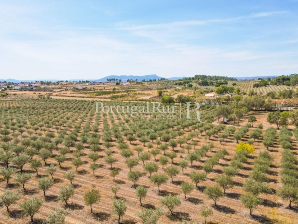 Gård i Mirandela, Braganca - bilde 3