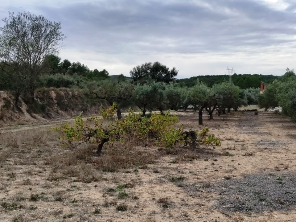 Landejendom i Ontinyent, Valencia - foto 4