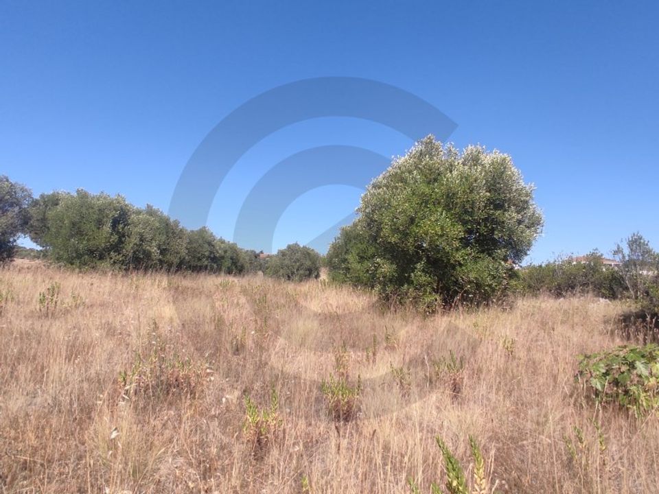 Helårsgrund i Torres Novas, Santarem - foto 1