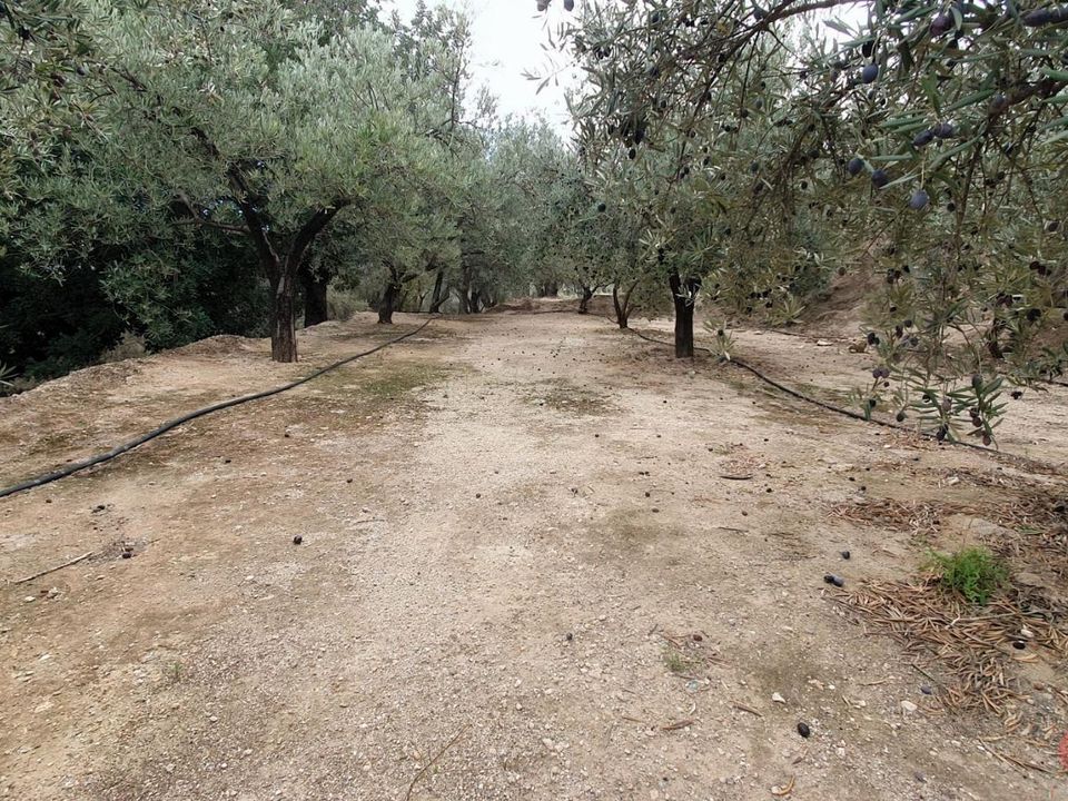 Terreno en Pinar, Granada - foto 4