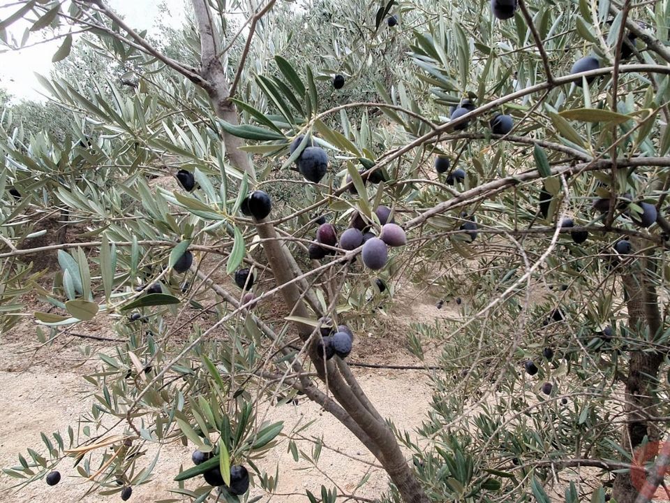 Terreno en Pinar, Granada - foto 1